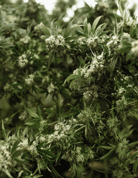 Medical Patients