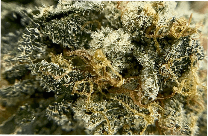 Animal Cookies