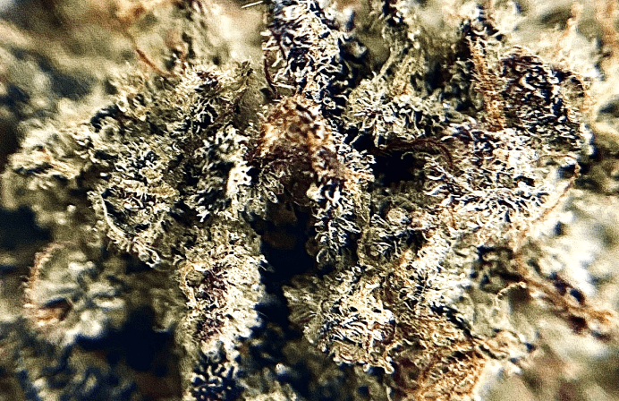 oreo Mint Kush
