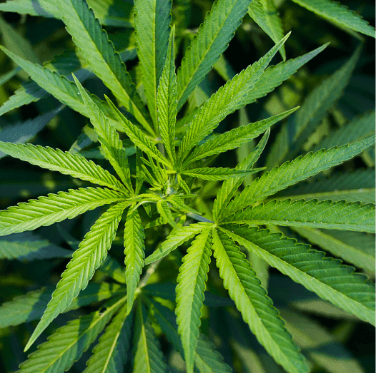Boutique Cannabis Line